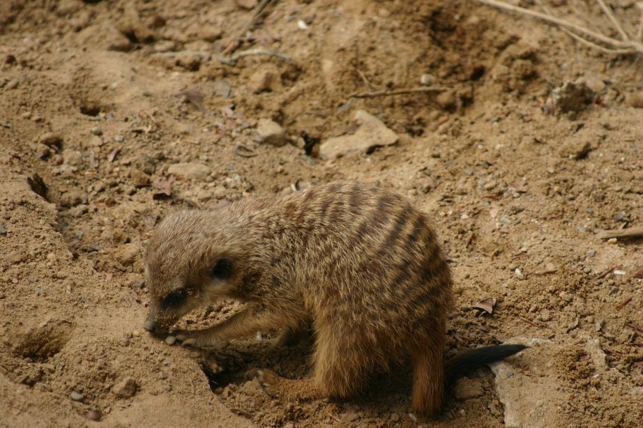 k-Zoo 015.jpg